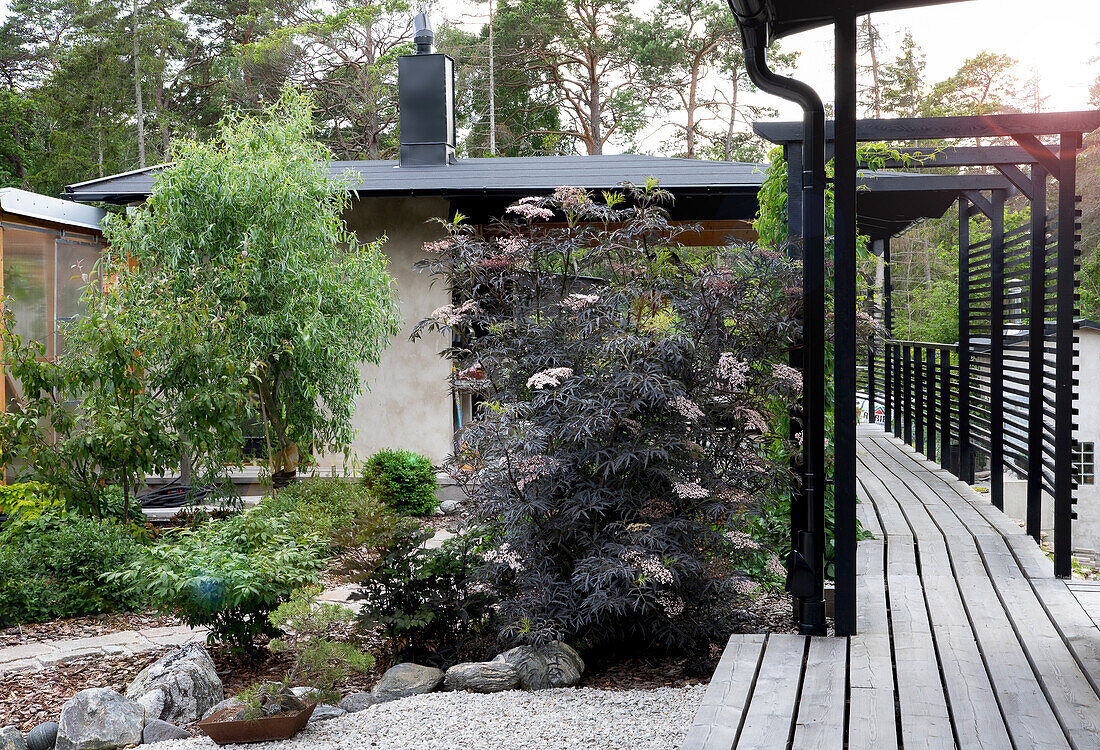 Modern Zen garden with wooden terrace and lush shrubs in summer