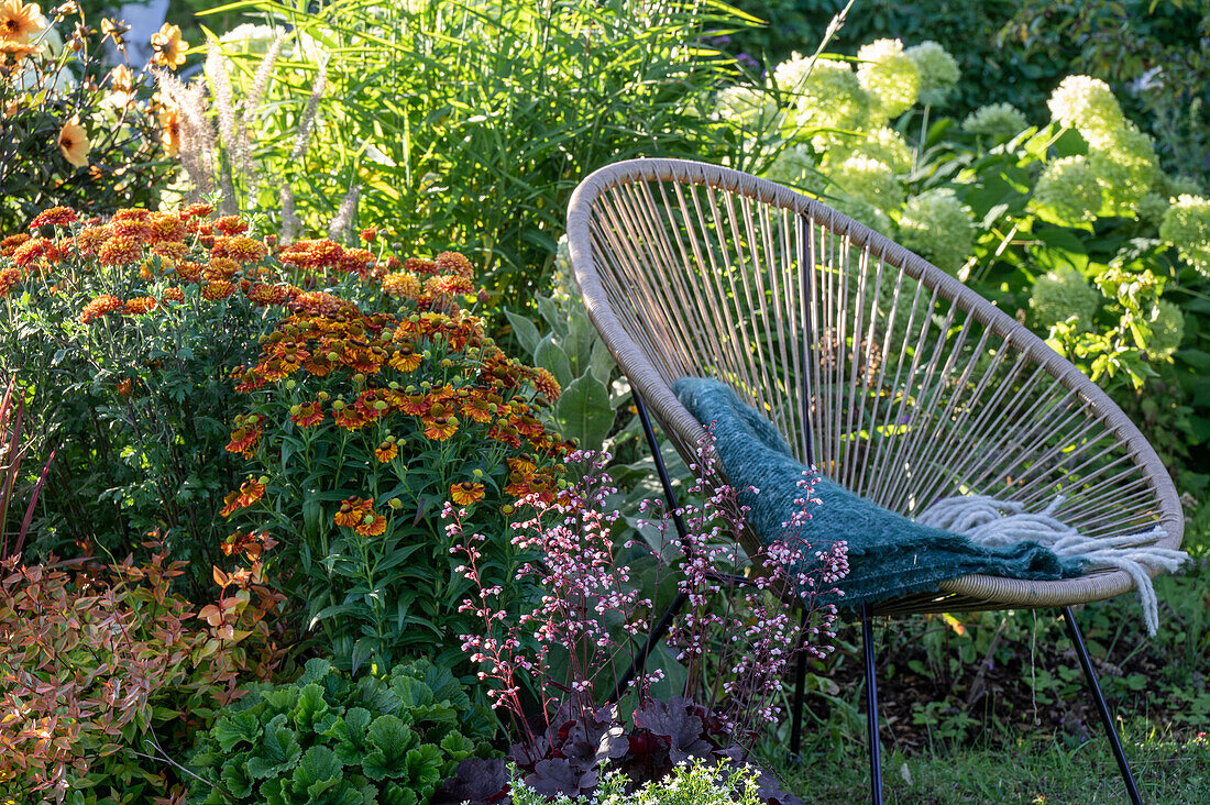 Autumn chrysanthemum (Chrysanthemum), shrub hydrangea 'Annabelle' (Hydrangea arborescens), purple bell, sunflower (Helenium) in the bed behind the seating area