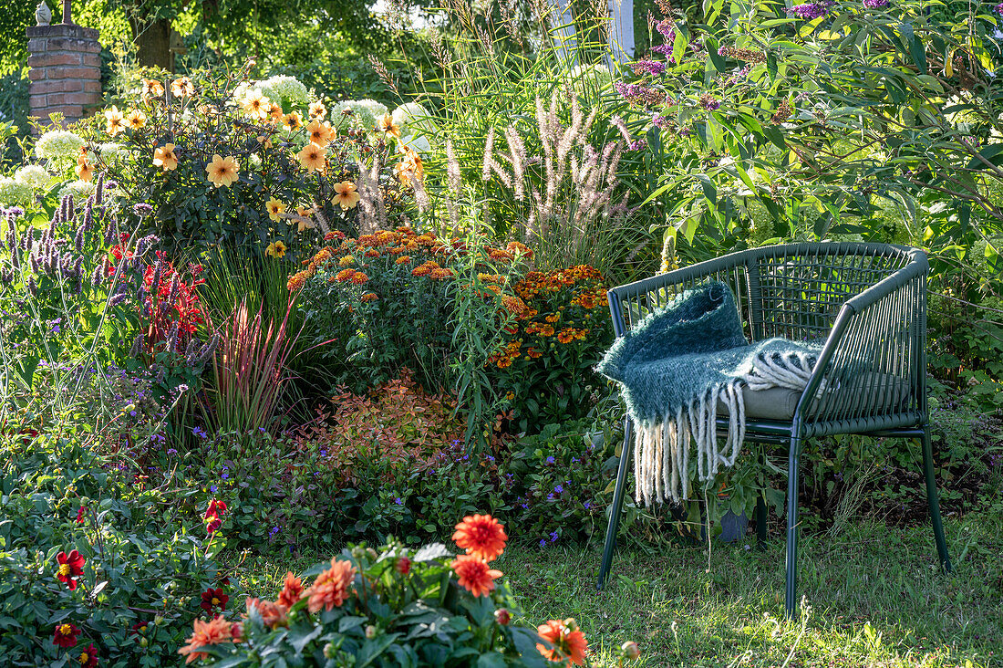 Seat between dahlia (Dahlia), butterfly bush, sunflower (Helenium), lamp cleaner grass in the summer garden