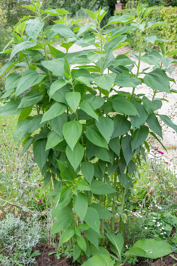 Topinambur (Helianthus Tuberosus), Pflanze im Beet