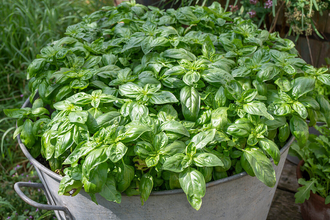 Basil in zinc tub