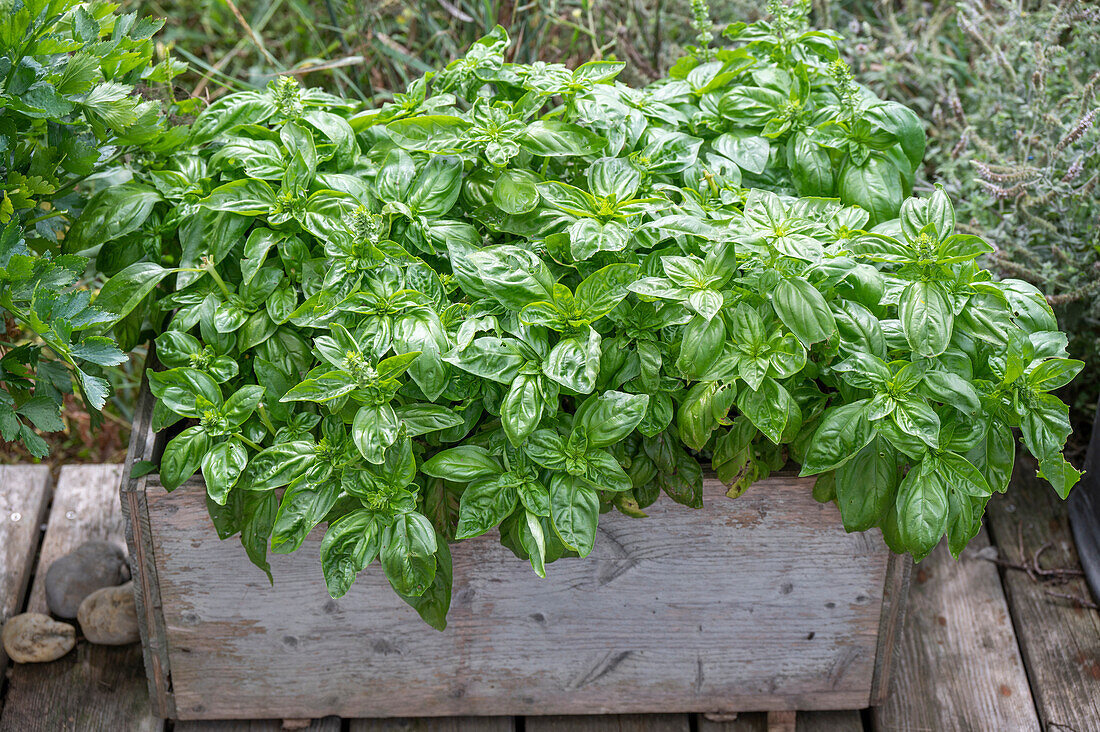 Basil in a planter box