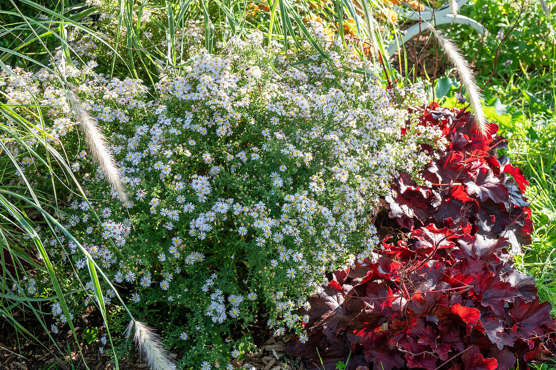 Myrten Aster 'Pink Cloud' (Aster ericoides), Purpurglöckchen (Heuchera) und Gräser im Garten