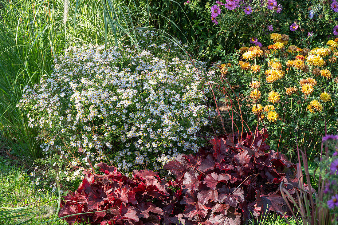 Myrten Aster 'Pink Cloud' (Aster ericoides), Purpurglöckchen (Heuchera), Chrysanthemen (Chrysantheum) im Beet