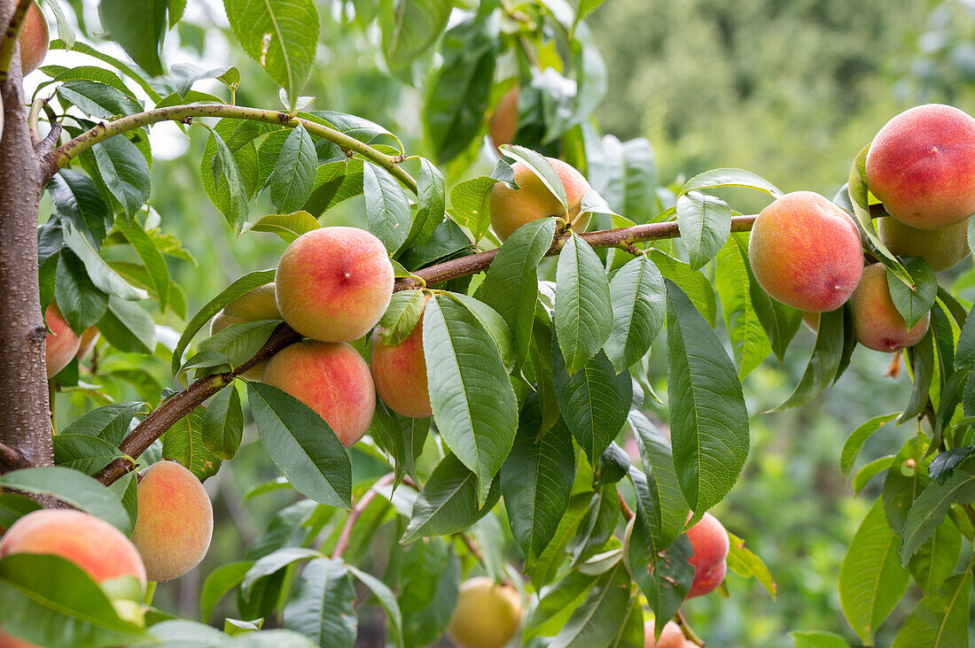 Reife Pfirsiche am Baum