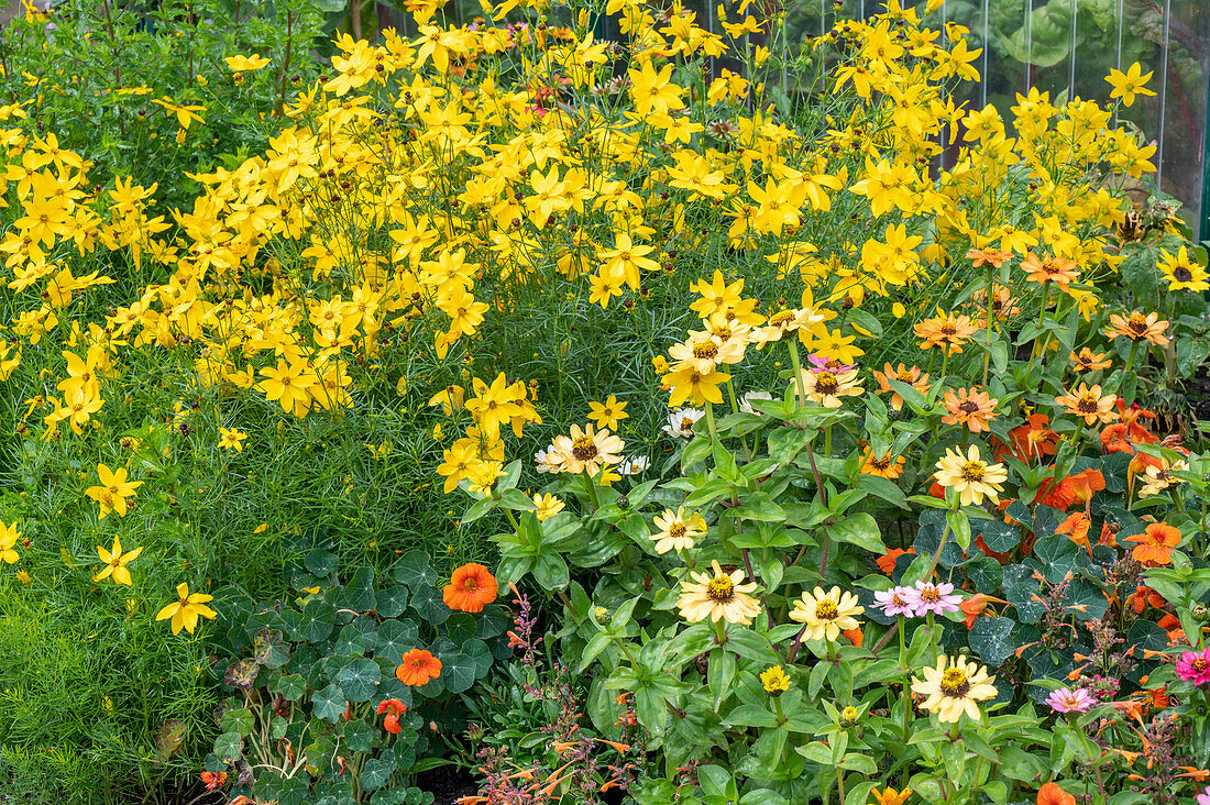 Girl's eye (Coreopsis verticillata) and zinnia (Zinnia), flowering in the border