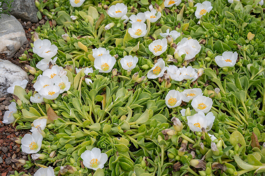 Portulakröschen (Portulaca grandiflora) blühend im Beet