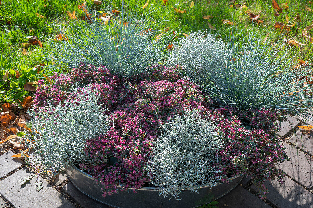 Blumenschale mit Fetthenne (Sedum), Blau-Schwingel 'Azurit' (Festuca cinerea), Silberkörbchen (Calocephalus brownii) oder Stacheldraht-Pflanze