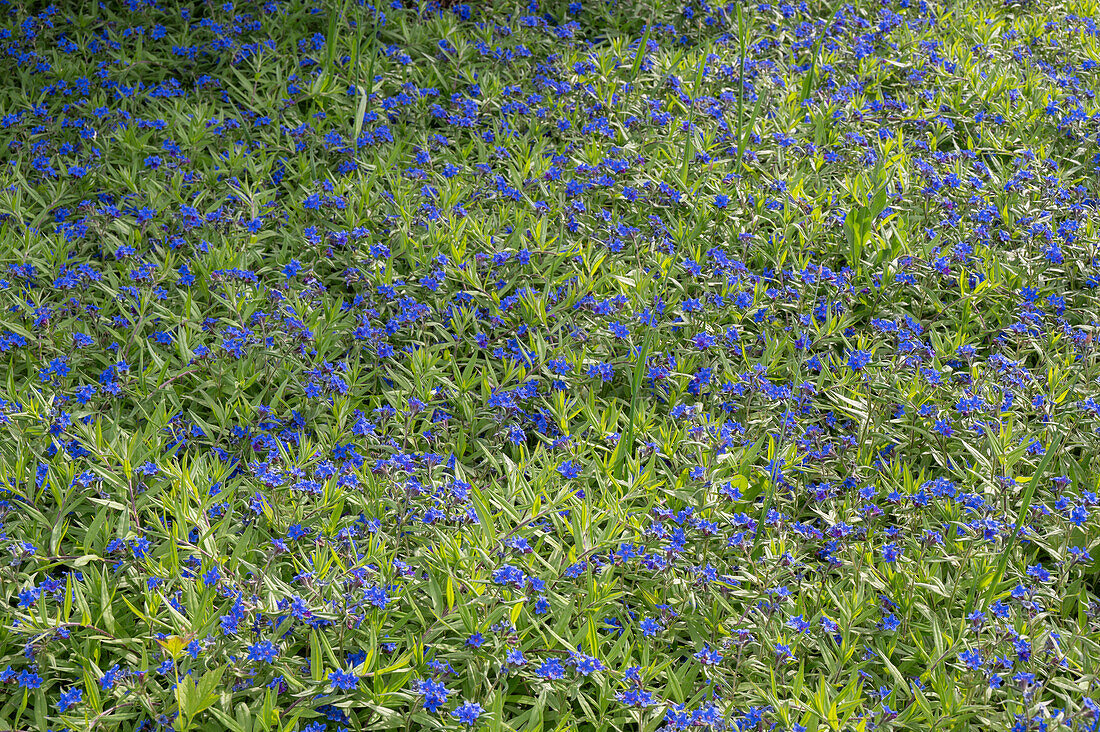 Steinsamen (Buglossoides purpurocaerulea) blühend als Kissenpolster im Garten