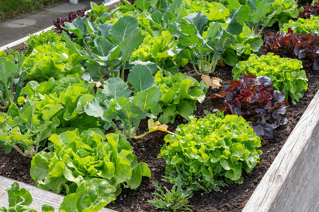 Hochbeet mit Kopfsalat und Kohlrabi