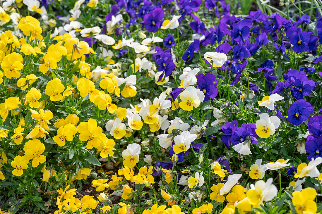 Horned violet (Viola cornuta) in a bed