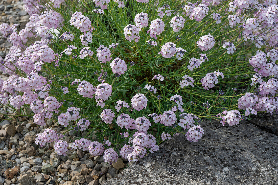 Großblütiger Steintäschel (Aethionema), Steingartenpflanze