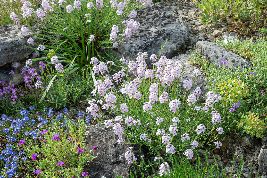 Steintäschel (Aethionema), Alpenbalsam (Erinus alpinus), Kaukasischer Ehrenpreis (Veronica caucasica) im Steingarten