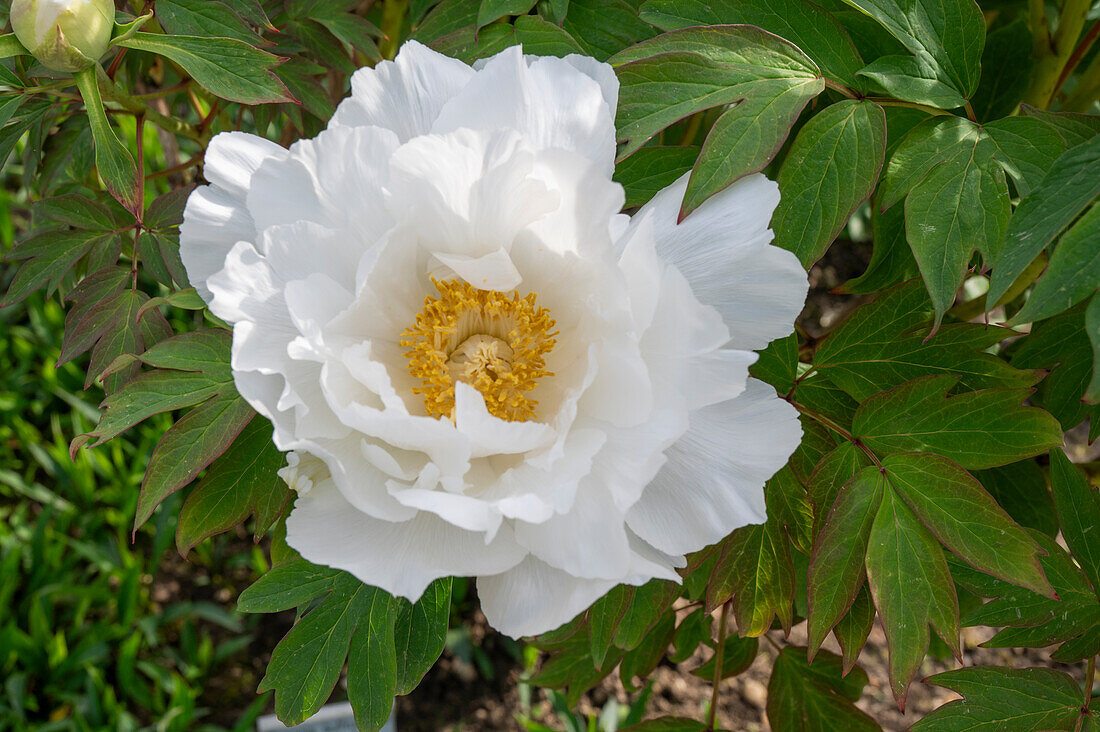 Strauchpfingstrose (Paeonia) 'Godaishu' im Beet, Portrait