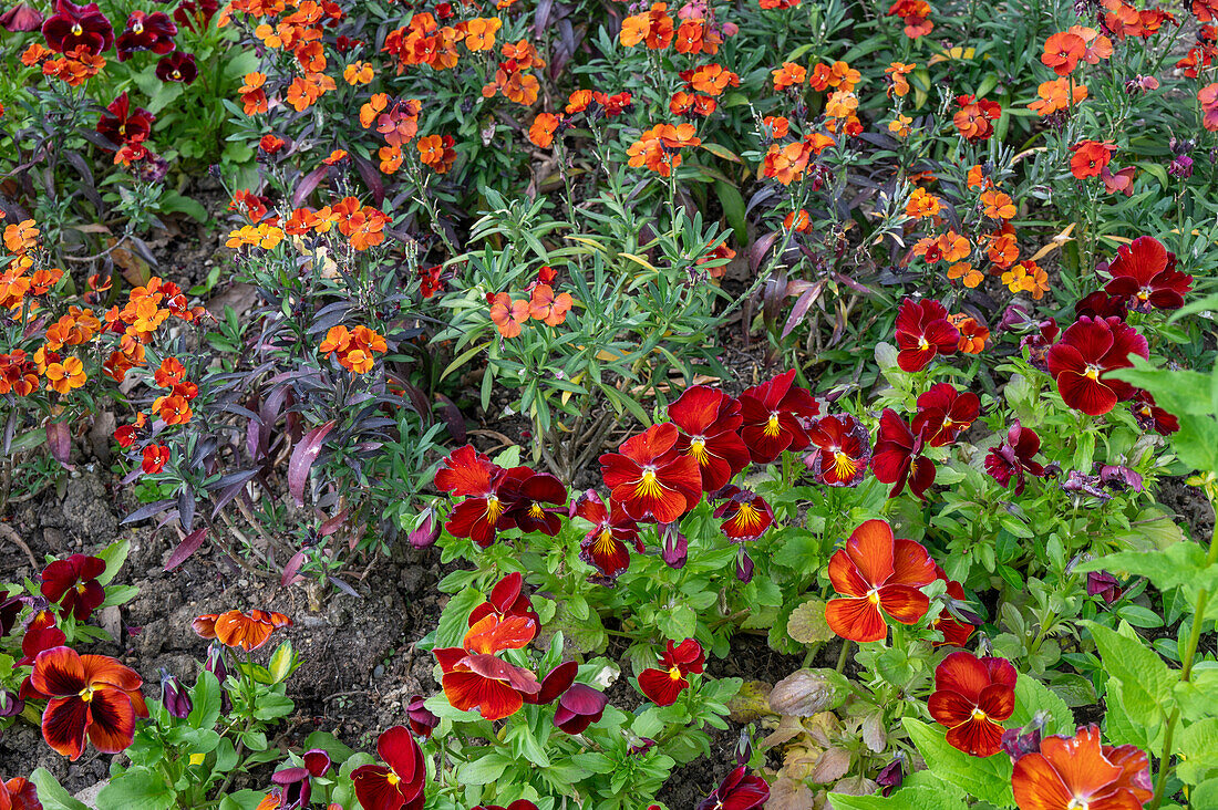 Gold lacquer (Erysimum cheiri) and horned violet (Viola cornuta) in the garden bed