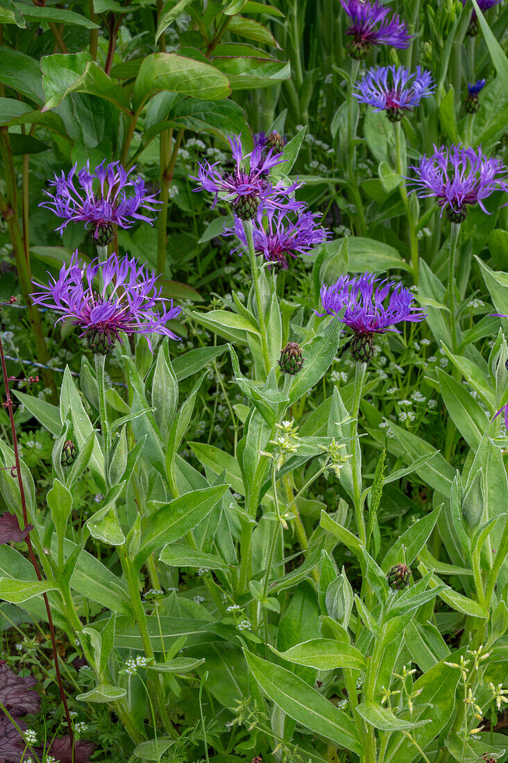 Flockenblume (Centaurea Montana) blühend im Beet