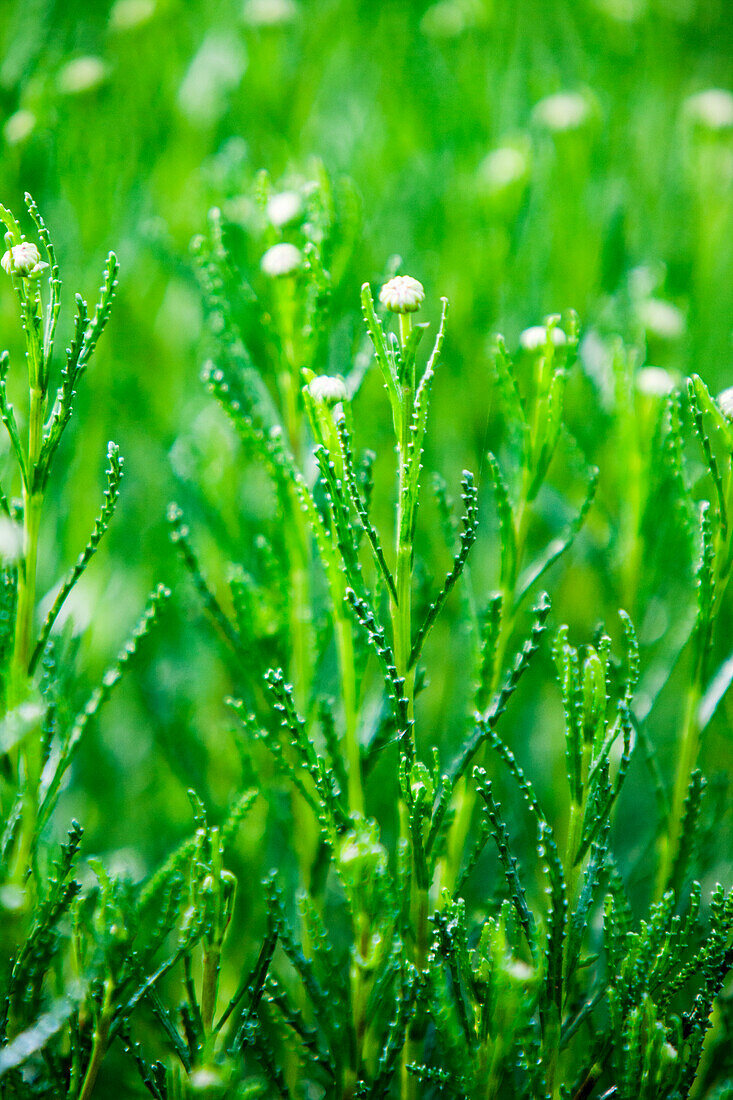 Olive herb (Santolina viridis)