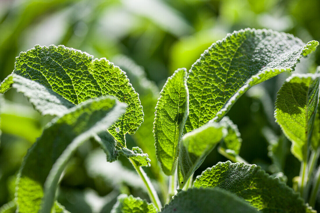 Marzipan sage (Salvia) in the sunshine