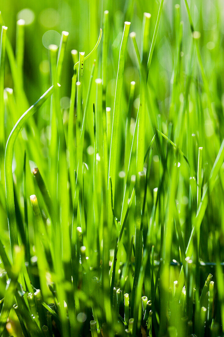 Frischer Schnittlauch (Allium schoenoprasum) im Gartenbeet