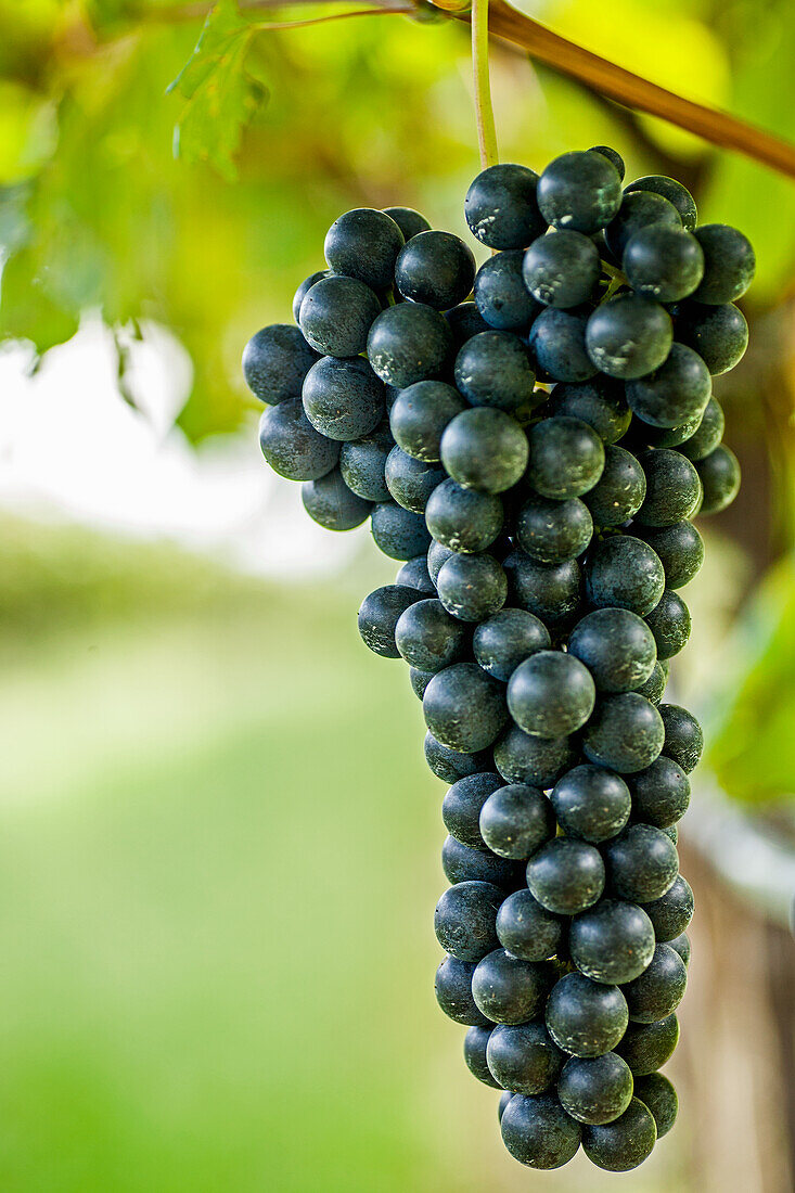 Teroldego grapes on the vine