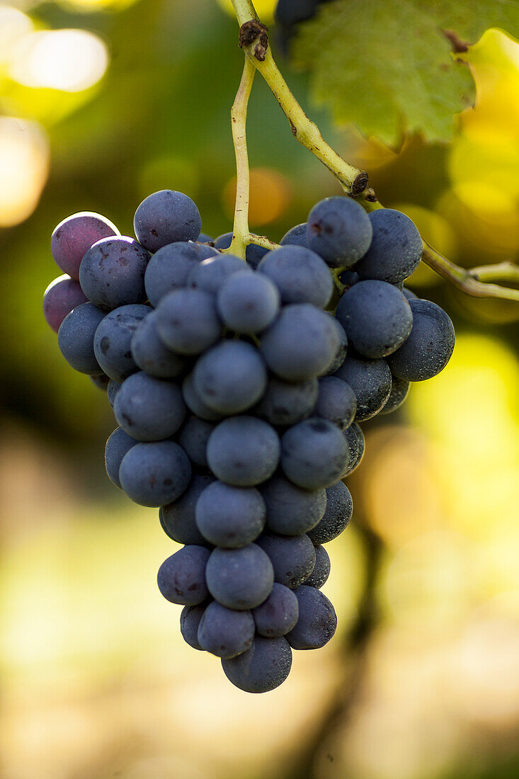 Trauben der Sorte Cabernet am Weinstock