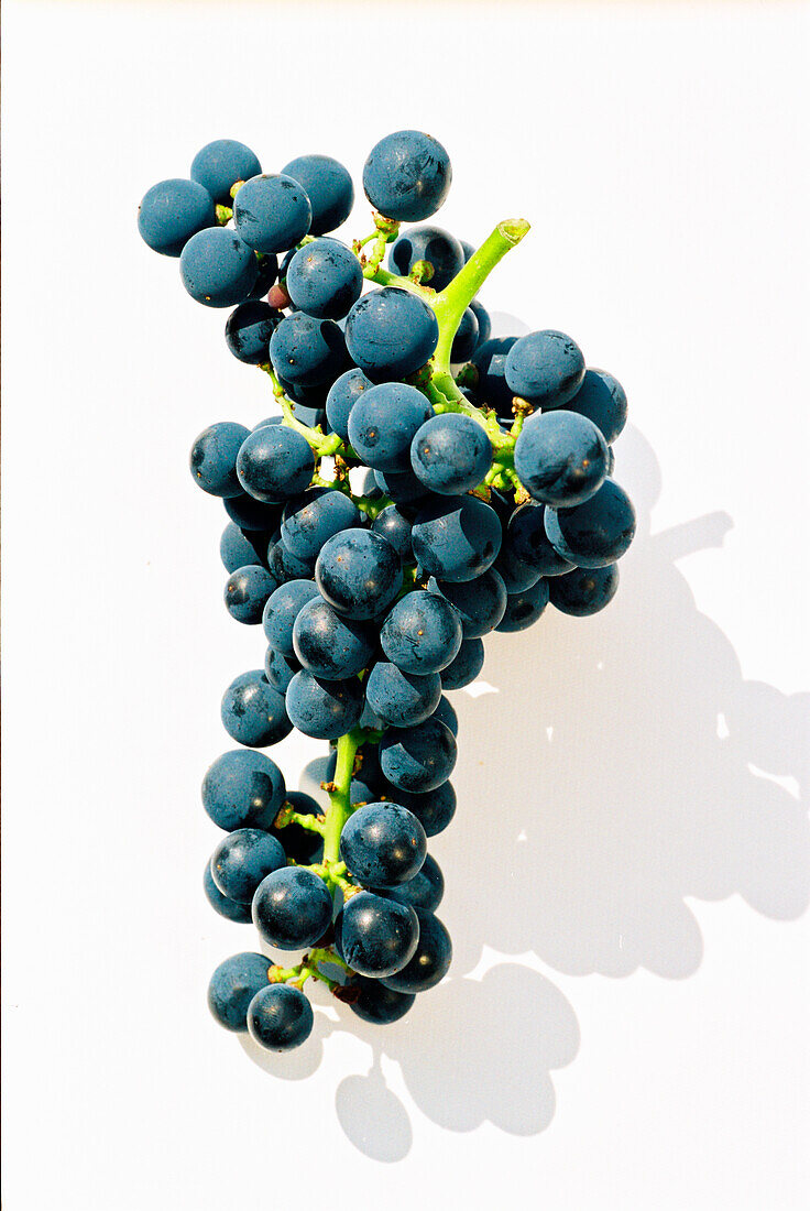 Cabernet grapes on the vine