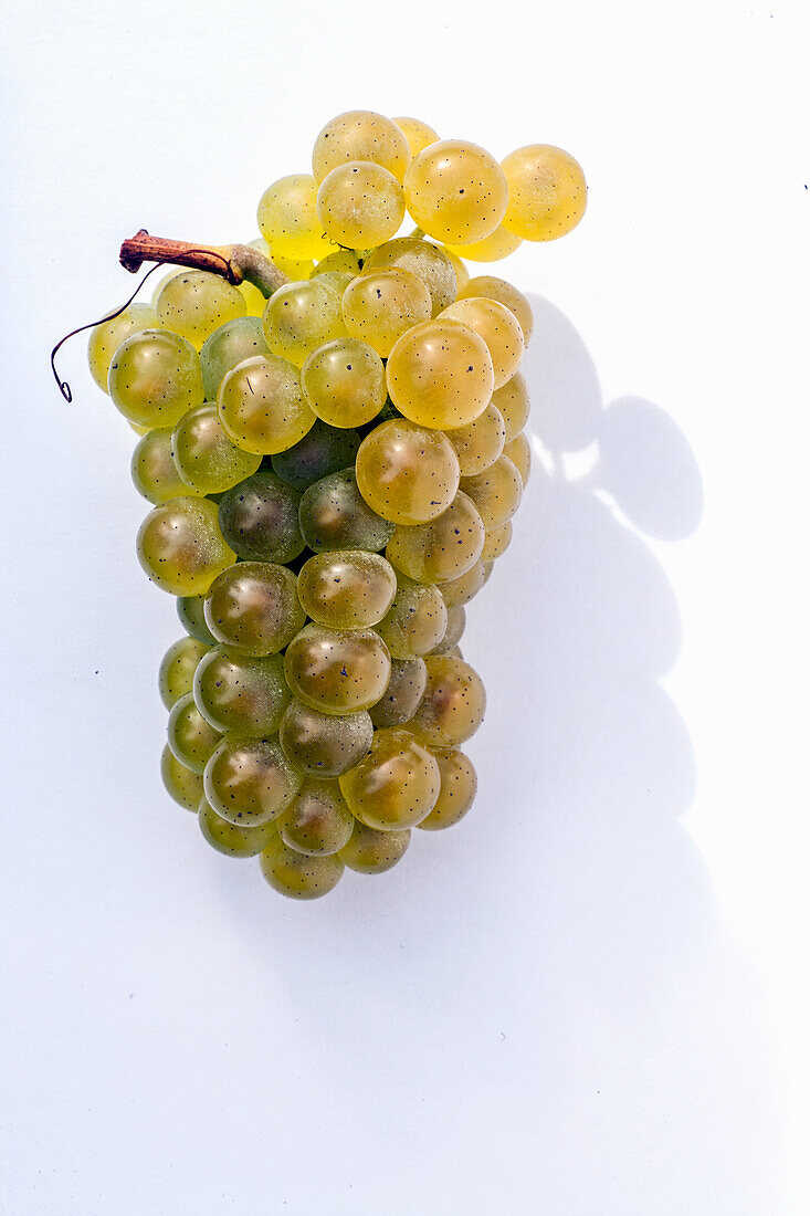 Weintrauben der Sorte Chardonnay