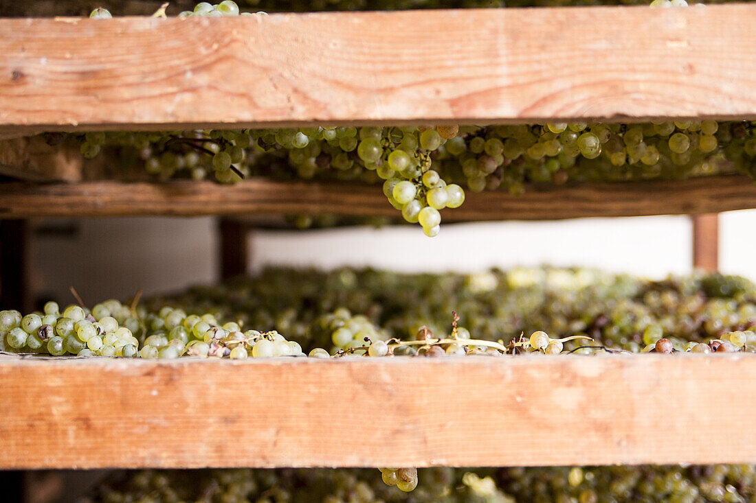 Getrocknete Trauben zur Vin Santo-Herstellung