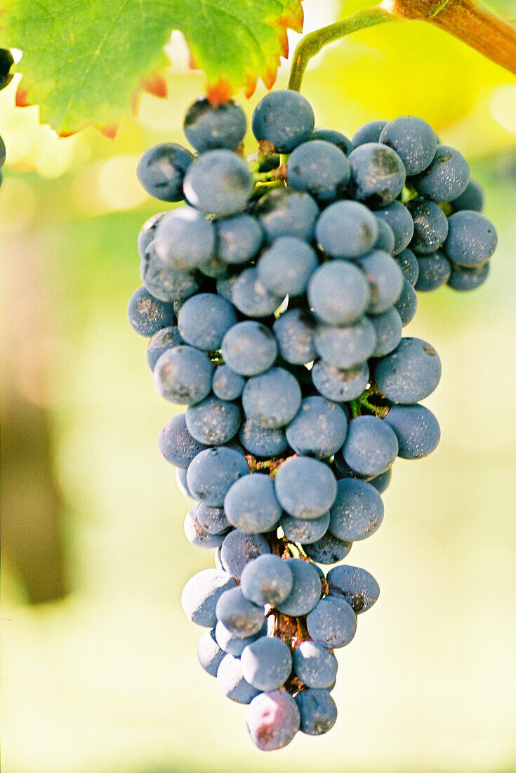 Cabernet-Weintrauben am Rebstock