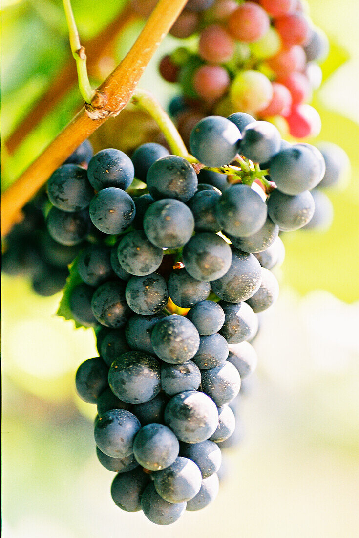 Franconia grapes on the vine