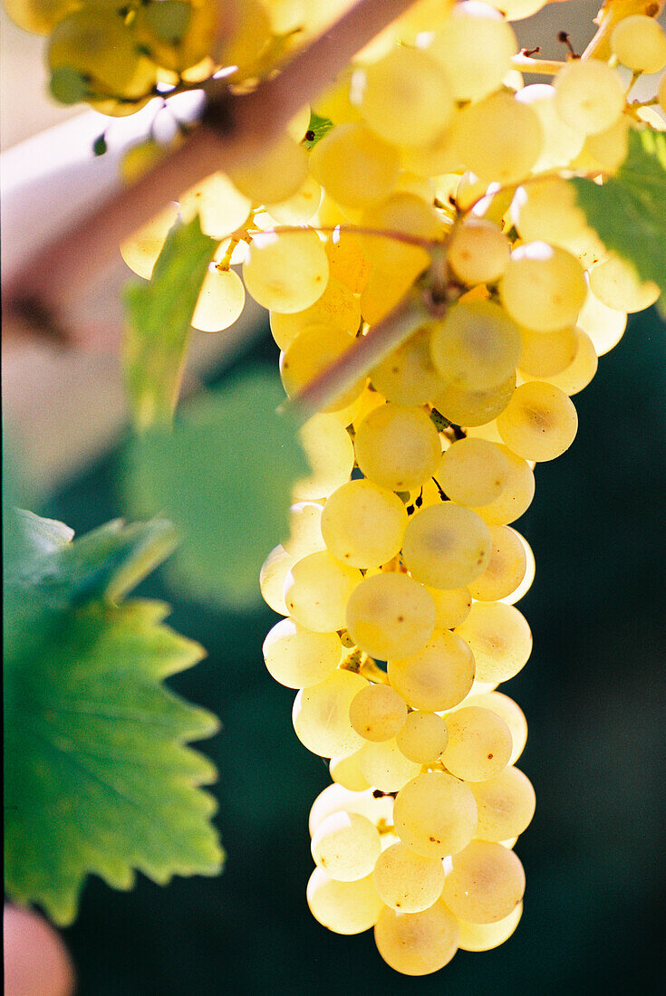 Light-coloured grapes on the vine