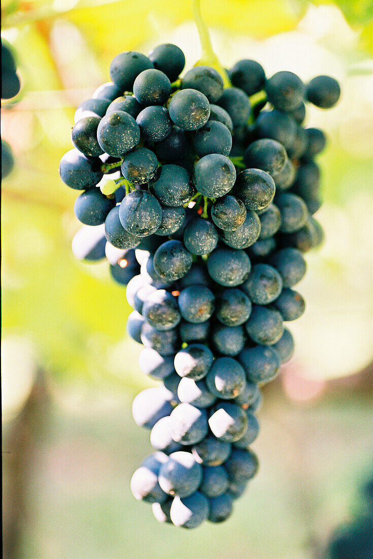 Pinot Nero grapes on the vine