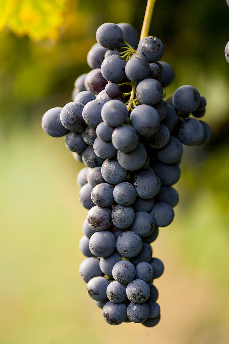 Pinot Nero grapes on the vine