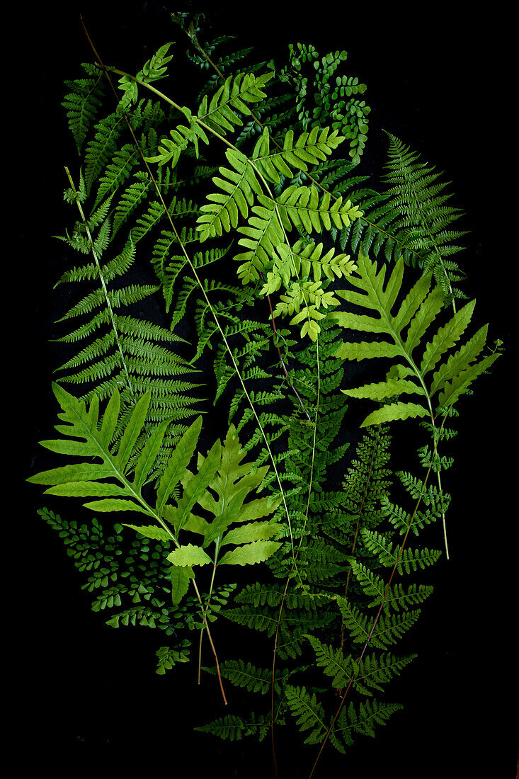 Verschiedene Farnarten vor schwarzem Hintergrund, darunter Frauenhaarfarn (Adiantum capillus-veneris) und Schildfarn (Polystichum)