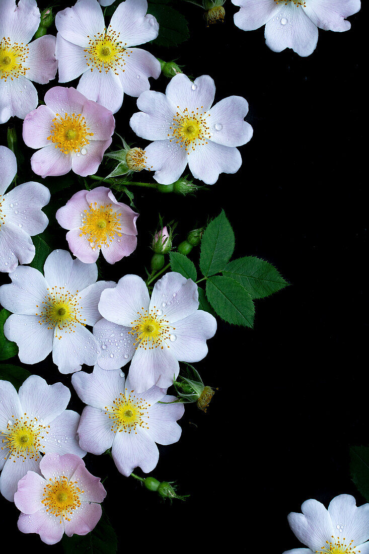 Hundsrose (Rosa canina) vor schwarzem Hintergrund