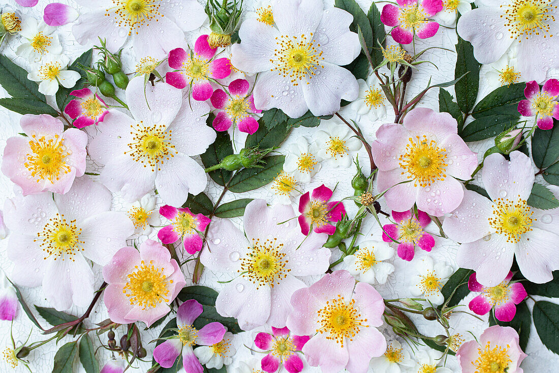 Gemischte Rosen: Hundsrose (Rosa canina), Bereifte Rose (Rosa glauca), Vielblütige Rose (Rosa multiflora) vor weißem Hintergrund als Blütenteppich