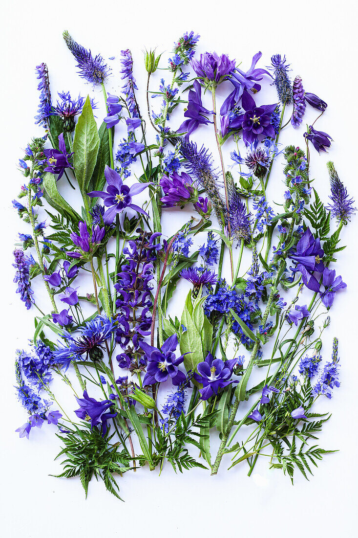 Flower carpet of blue acelia, bluebells, vetch, speedwell, sage and knapweed