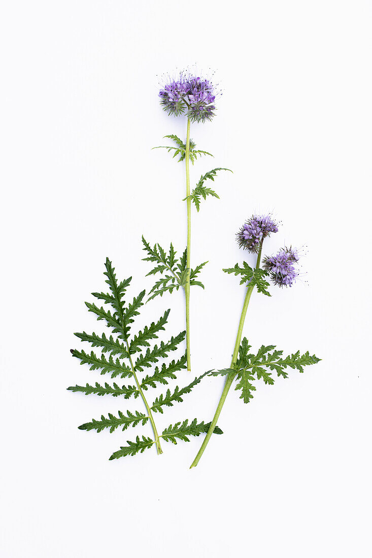 Phacelia (Phacelia tanacetifolia) mit filigranem Blattwerk und lilafarbenen Blüten, Studioaufnahme