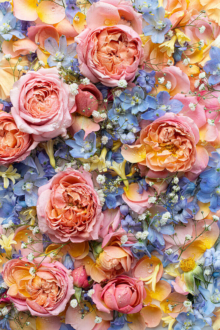 Carpet of blue delphinium, pink roses (Rosa) and yellow hyacinths (Hyacinthus) with water droplets