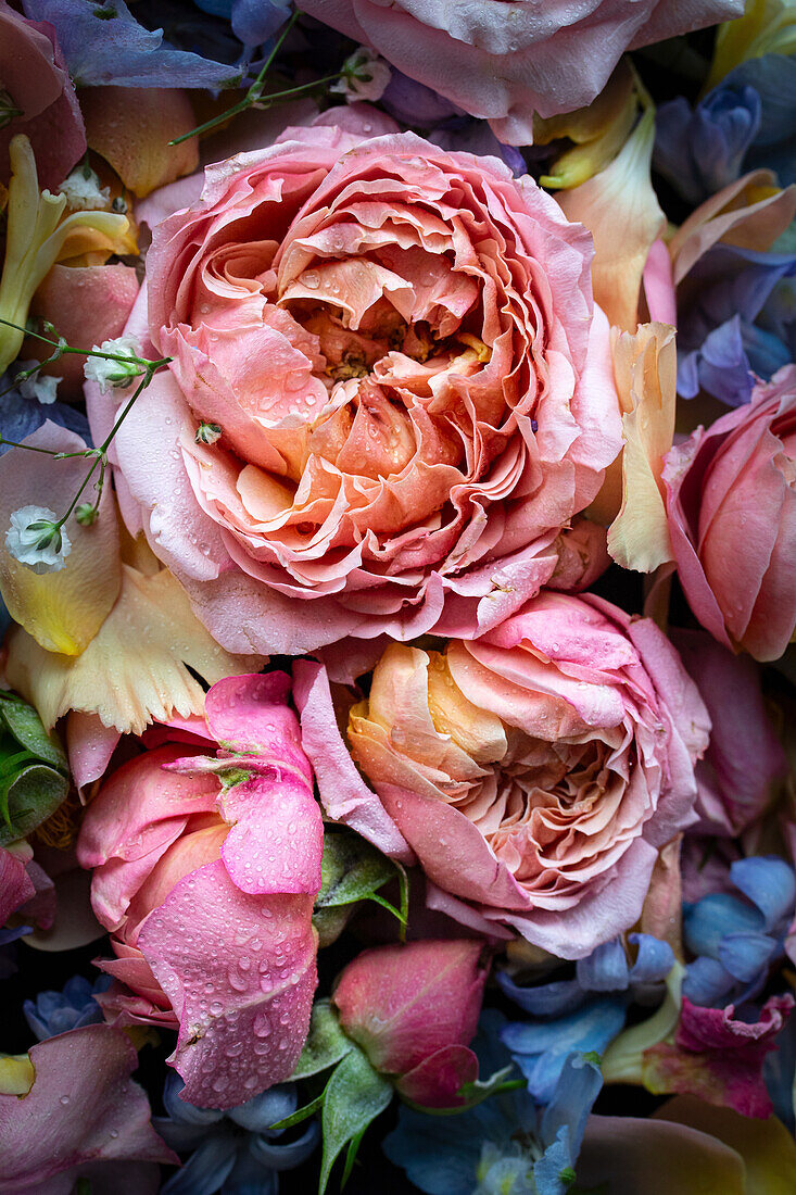 Blütenteppich mit rosa Rosen (Rosa), blauem Rittersporn (Delphinium) und gelben Hyazinthen (Hyacinthus) mit Wassertropfen