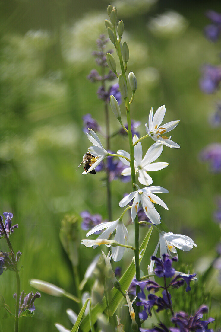 Graslilie (Anthericum liliago) mit Biene auf einer Blüte im Garten