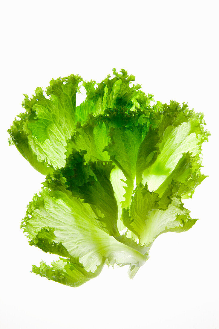 Endive leaves on a white background