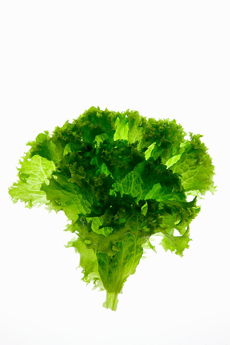 Endive leaves on a white background