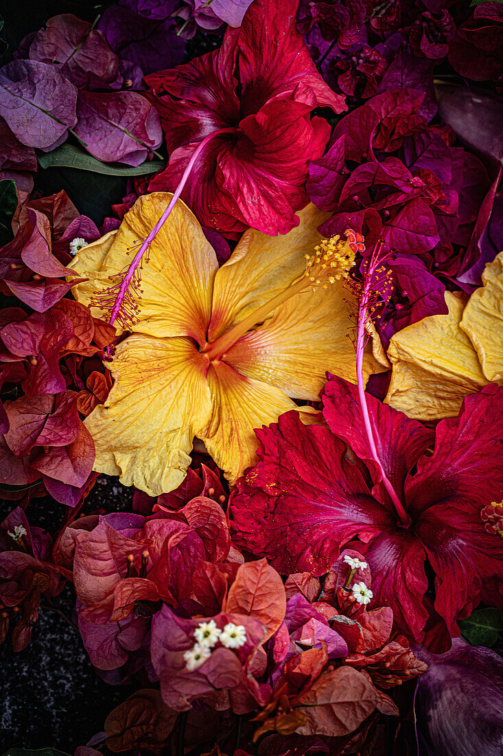 Red and yellow hibiscus flowers (Hibiscus) and bougainvillea in a tropical arrangement