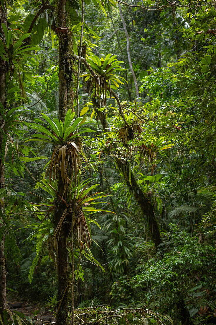 Tropical vegetation in the rainforest of the Guadeloupe National Park, Caribbean