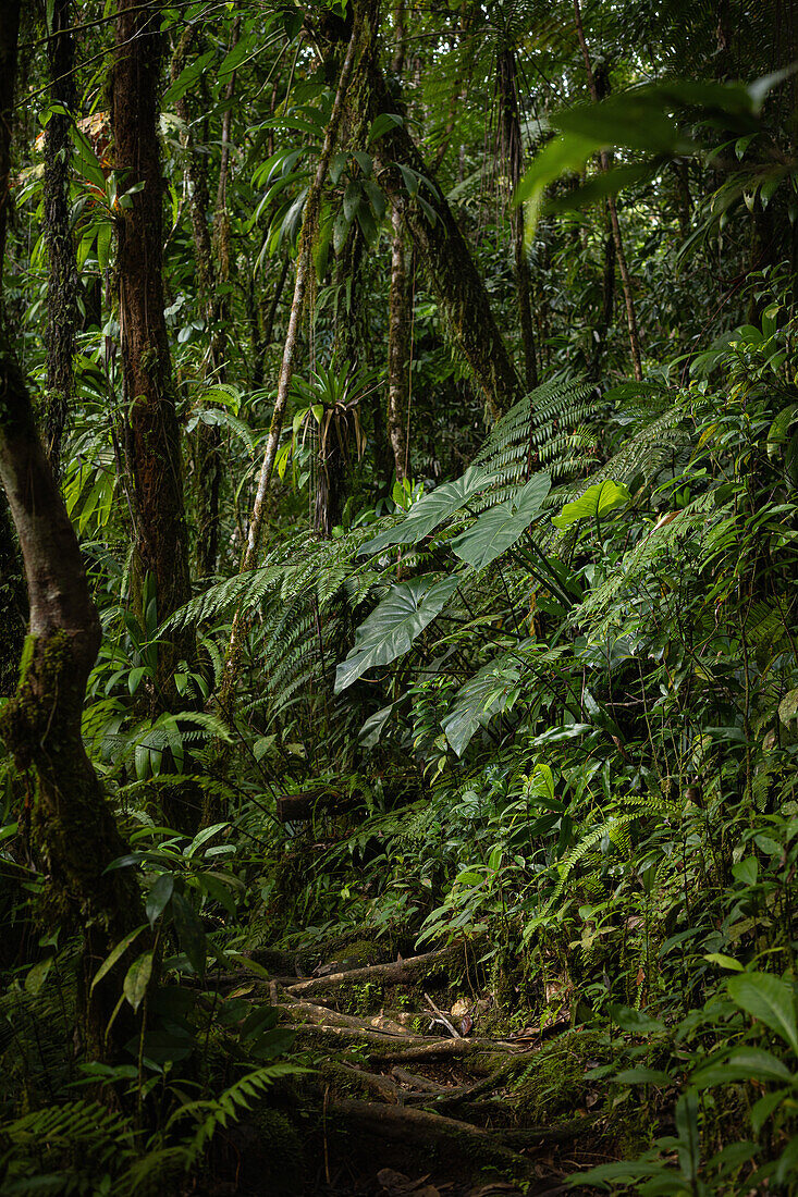 Path in the tropical rainforest of Guadeloupe with Philodendron (Philodendron giganteum)