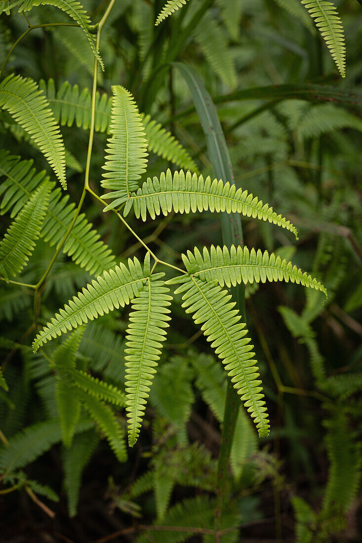 Tropischer Gabel-Farn (Dicranopteris pectinata) im Regenwald der Insel Guadeloupe, Mittelamerika