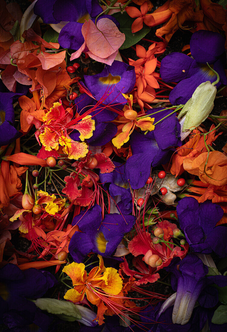 Bunte tropische Blüten und Früchte mit Aufrechter Himmelsblume (Thunbergia erecta) in Violett, Orange und Gelb, Studioaufnahme