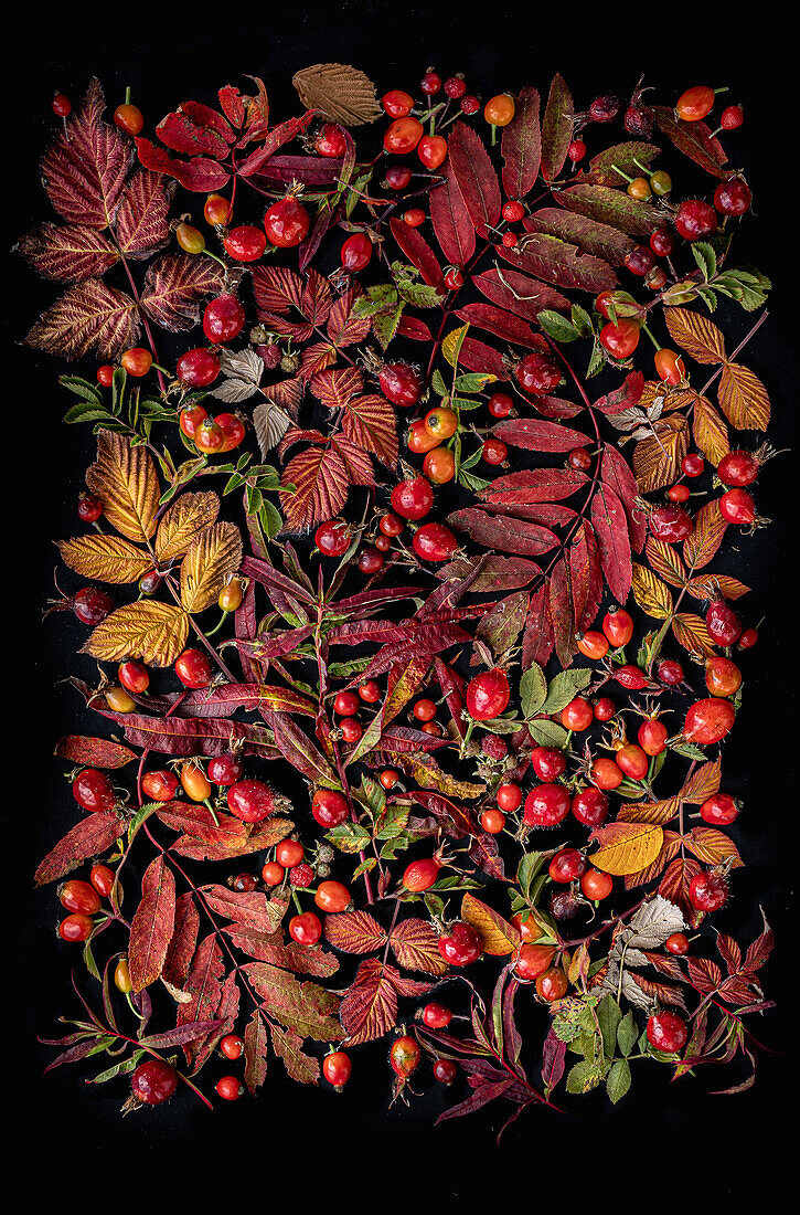 Autumn fruits and leaves: rosehips, rowanberry, raspberry, willowherb, still life