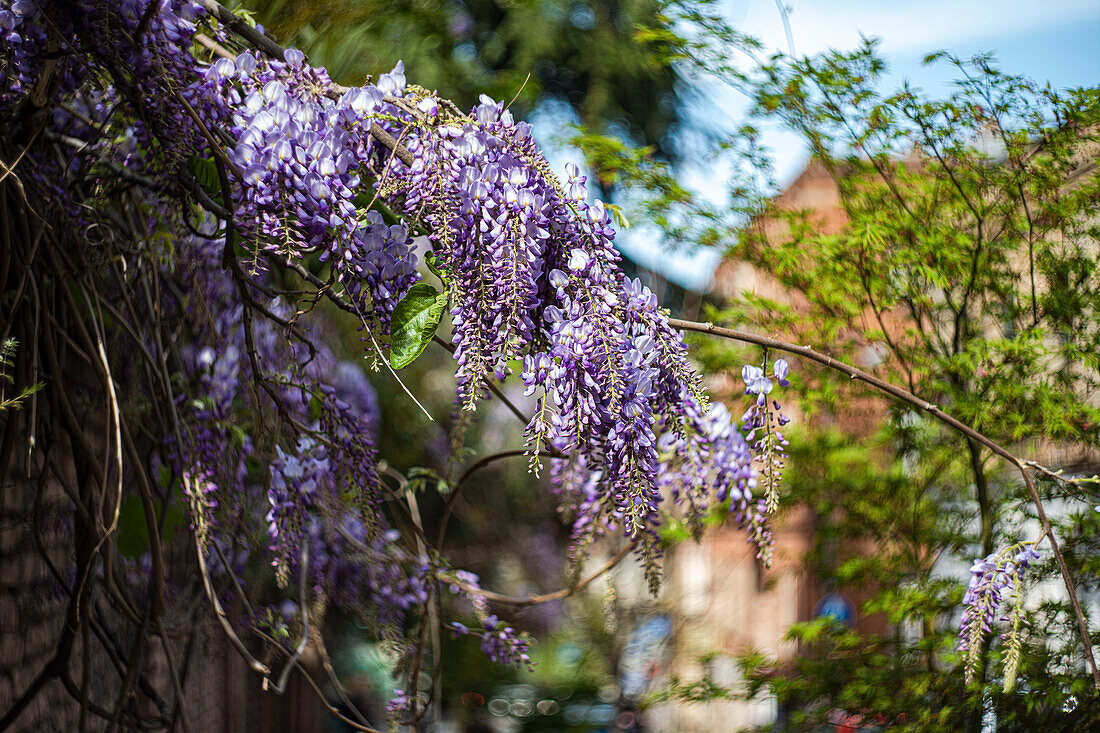 Blühender Blauregen (Wisteria) im Stadtpark